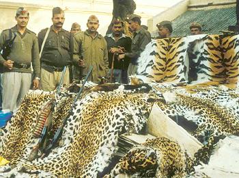 Five poachers held with animal skins
