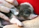 Prudence the piglet prefers to play with the puppies 