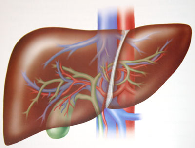 PainKillers and Liver Damage