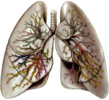 Love handles ‘impair lung function’