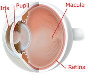 Macular Degeneration