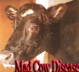 Two die in Spain of mad cow disease