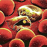  Two possible enzyme targets for new anti-malaria drugs identified