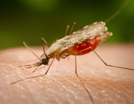 Immune cell subset behind onset and course of severe malaria