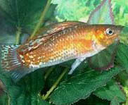 Wildlife in florida lakes