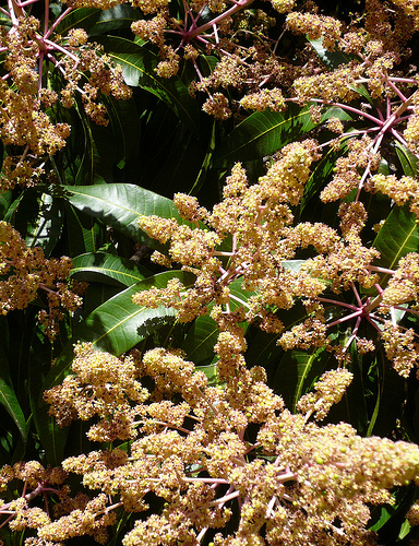 blossoming 