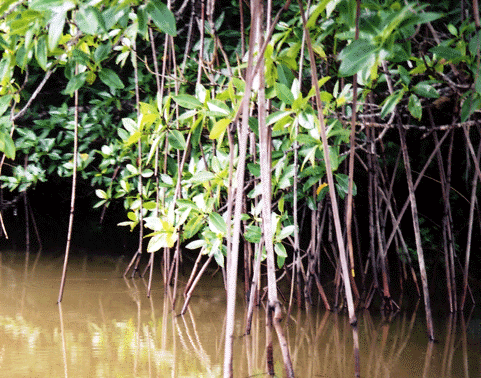 http://www.topnews.in/files/mangroves.jpg