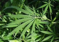 Marijuana worth Rs 42 lakh seized in Darjeeling