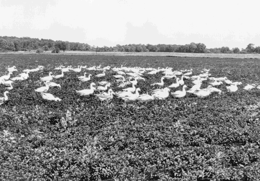 Menthol Farming