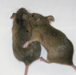 Frisky Mice