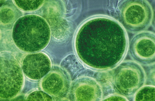 Scientists use algae to develop photo-bioreactors and novel cell decomposition methods