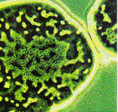 Microbe