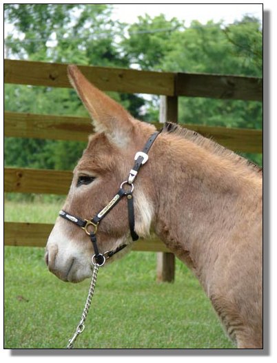 Microchip ID