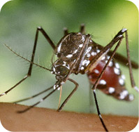 Sterile mosquitoes could ward off malaria
