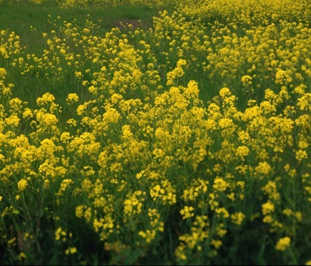 Bumper mustard expected in Kashmir