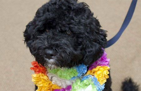 First Dog, Bo, arrives at White House 