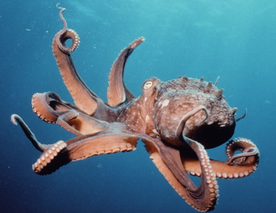 Octopus tinkers with tank, floods California aquarium