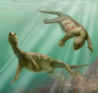 220 million-year-old Fossil Reveals Answers On Turtle Shell Evolution