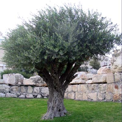 pictures olive trees