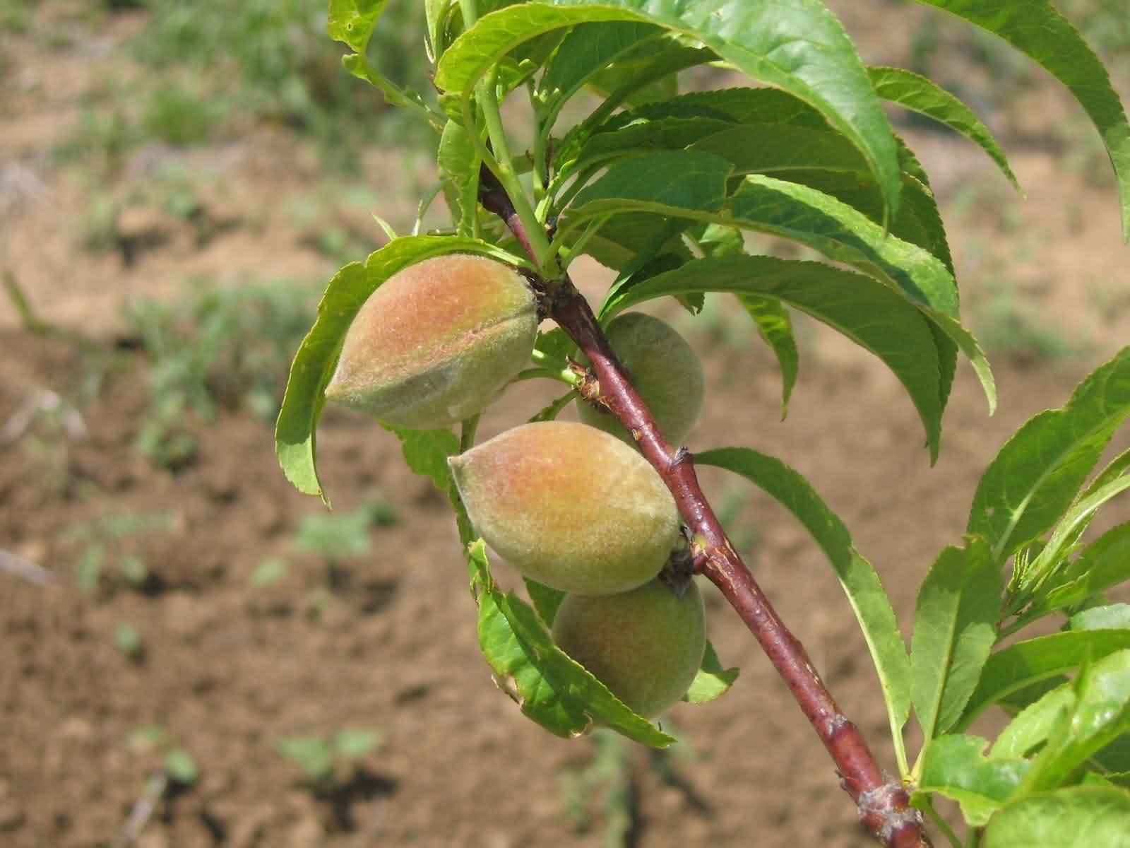 Orchard plantation fast becoming a favorite among Jammu and Kashmir farmers