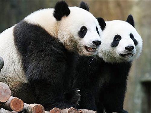 pics of pandas