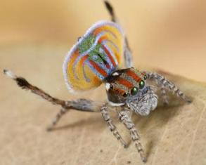 The 4-mm long ‘peacock spider’ and its mating ritual to attract a mate