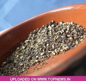 pepper
