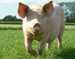 Pigs can spread deadly Hendra virus to humans