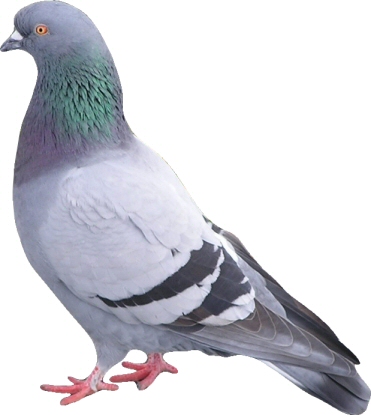 http://www.topnews.in/files/pigeon3.jpg