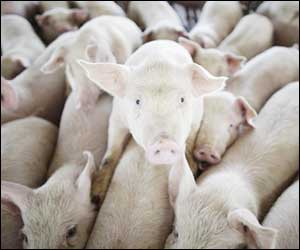 pigs