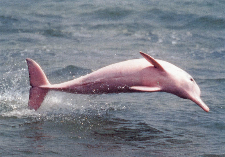 Dolphin-Pink-Jumping