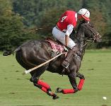Argentina considers doping tests on polo horses after deaths 