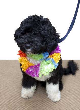 Why Obama''s pet pooch has curly hair Washington, Aug 28 : Using data from 