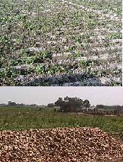 Bitter cold damages 70 per cent of potato crop in Punjab