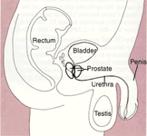 Prostate Center