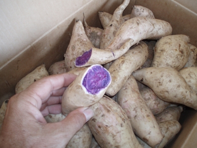 Specially-bred purple sweet potato offers new hope for cancer treatment 