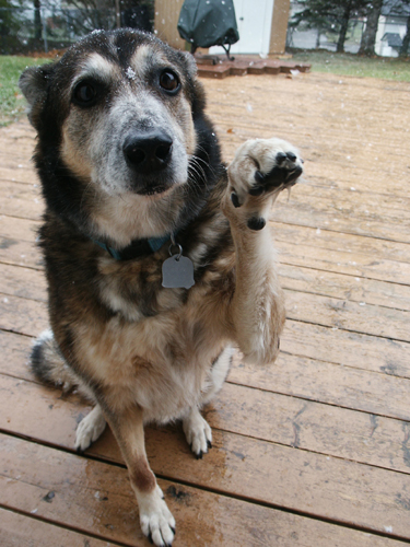 Ordinary Dog