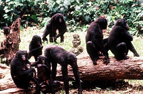 Bonobo Society