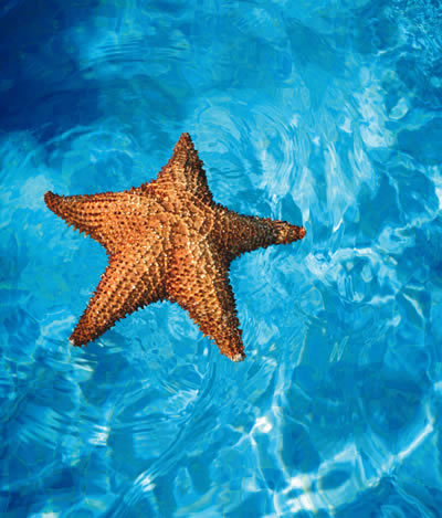 Sea stars bury much more carbon than anticipated