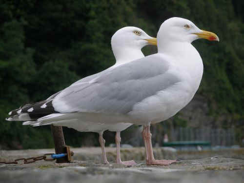 Sea gulls mimic life-saving instinct from other gulls to assure survival