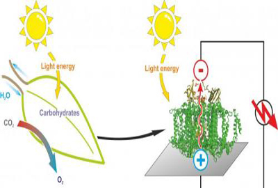 semi-artificial-leaf