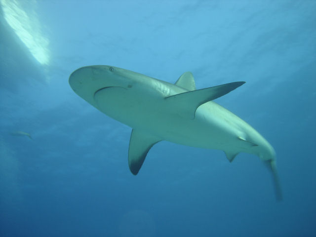 shark shark