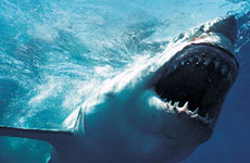 Third shark attack in Sydney in three weeks