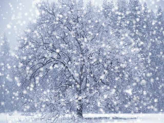 http://www.topnews.in/files/snowfall_1.jpg