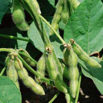 2010 crops almost at par with their five-year historic averages in US