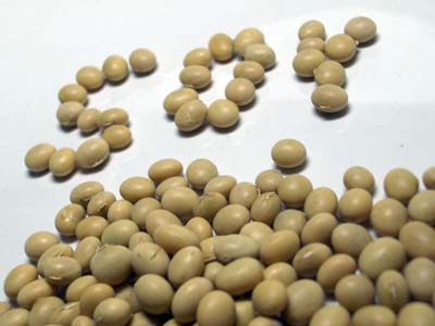 Soybean may help cut menopause effects