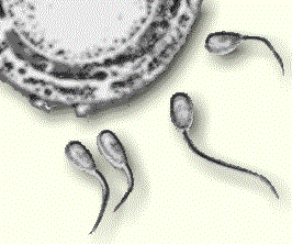 Chemical in sperm offers new weapon to fight ageing