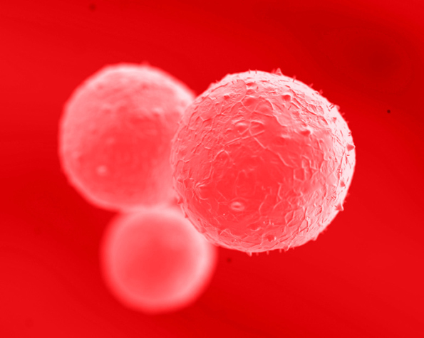 Leftover Veins From Heart Surgery Yield Stem Cells
