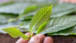 What Is Kratom Made From?
