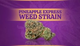 Pineapple Express Weed Strain Information and HONEST Reviews (2025)